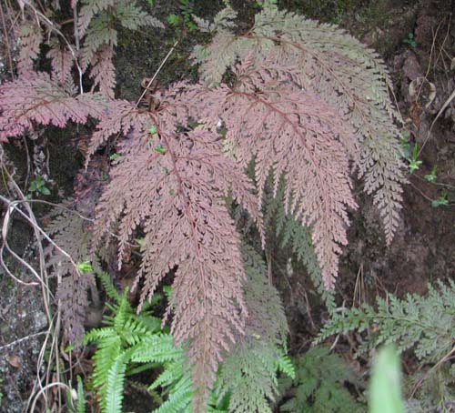 【希少シダ植物】コビトホラシノブ コビトホラシノブ | 絶滅危機にさらされる「渓流植物」 | 生物多様性っ